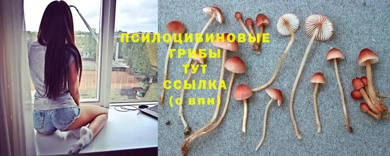 кракен   Ярославль  Галлюциногенные грибы Psilocybe 